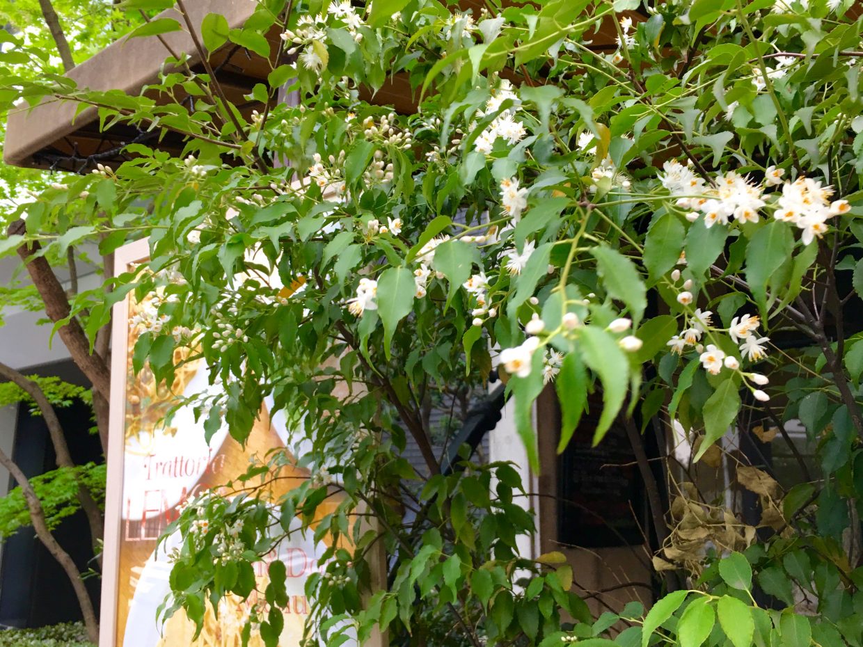 ハイノキ にも花が咲きました 御茶ノ水イタリアン トラットリアレモン